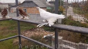 Голуби Узбекские Двухчубые Носочубые Гульбодамы Кызыл-Сочи