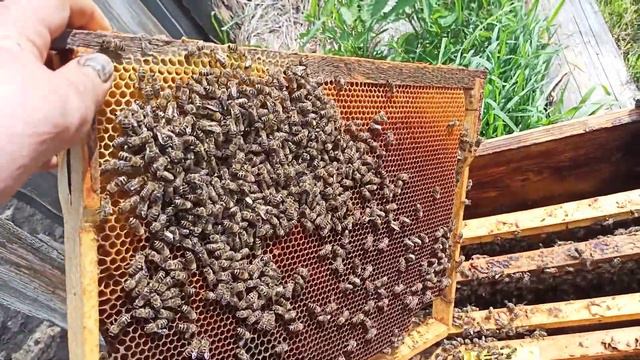 Пчёлы не принимают молодую матку (так как гудят и машут крыльями) даём воду отводоку смотреть онлайн