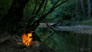 Можно ли из косточки черешни вырастить дерево?