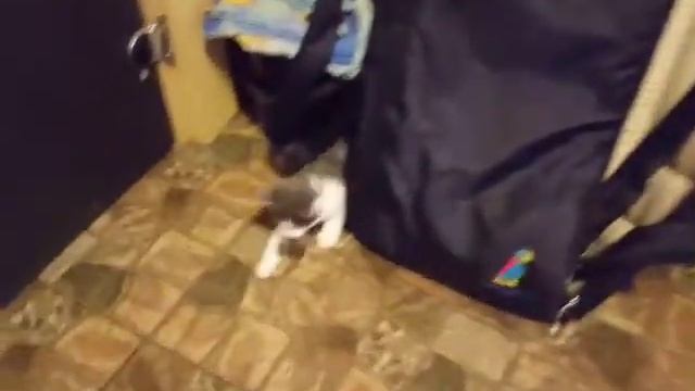 Двухмесячный котенок-мышелов