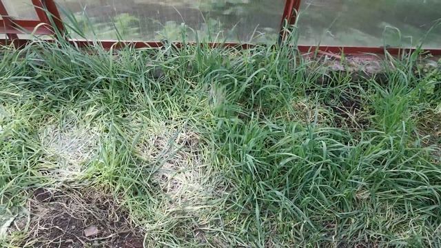 СЕКРЕТ СУПЕР МЯГКОЙ ЗЕМЛИ В ОГОРОДЕ смотреть онлайн