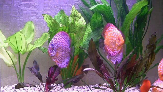 Дискусы смотреть онлайн