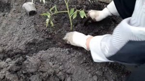 Медведка ..... НОВЫЙ СПОСОБ ВЫСАДКИ ВСЕЙ РАССАДЫ !!!!
