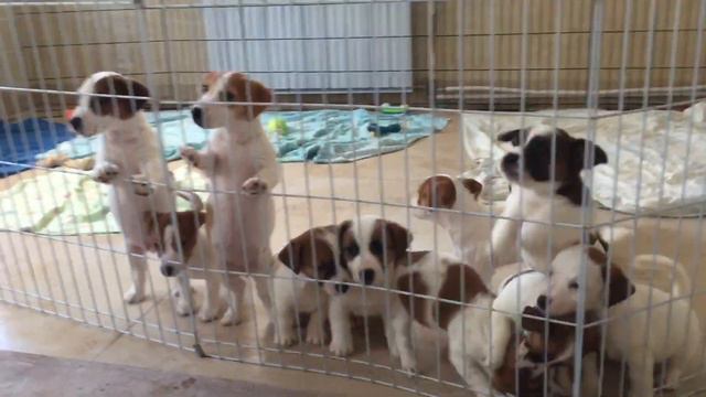 6 сентября 2018 г. Щенки Джек Рассел Терьера- питомник Сияющий Бриллиант смотреть онлайн