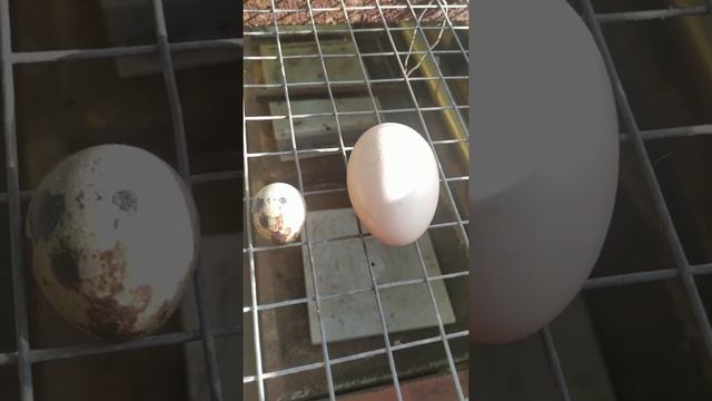 Перепелиное и куриное яйцо смотреть онлайн