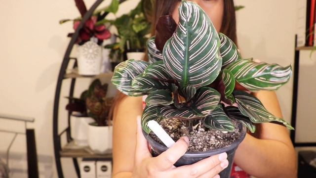 Calathea Care Tips and our Calathea Collection смотреть онлайн