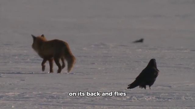 Don't count your chickens before they hatch من يخمن معنى المصطلح смотреть онлайн