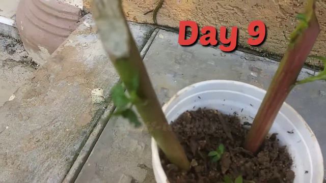 GROW Callaloo / Amaranth Cuttings FASTEST WAY POSSIBLE #callaloo #amaranthleaves смотреть онлайн