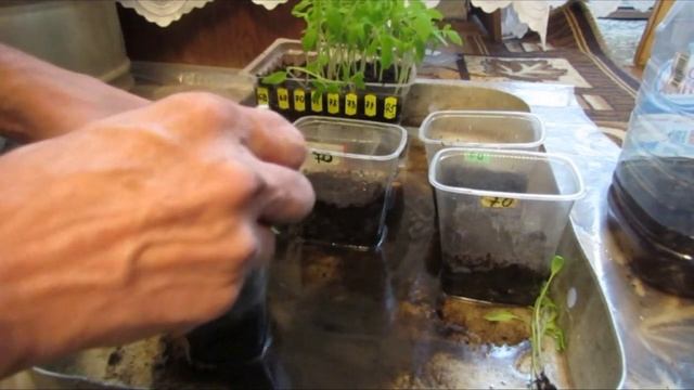 ПИКИРОВКА ТОМАТОВ (вытянутая рассада)vf смотреть онлайн