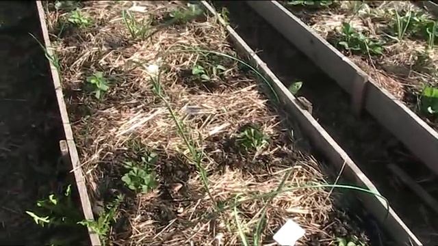 Посадки и уход за земляникой садовой в мае // Секреты хороших урожаев. смотреть онлайн