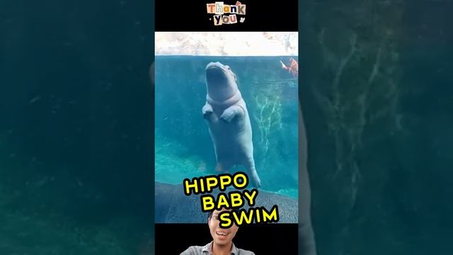 Hippo Baby Swim #shorts #shortsvideo #viral #viralshorts смотреть онлайн