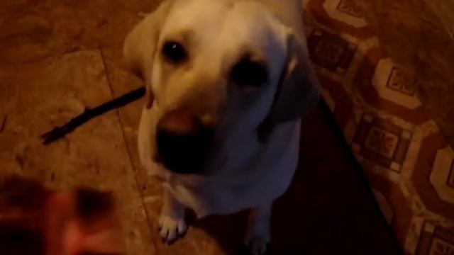 Собачуха зимой