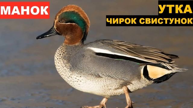 ?ЗВУК (ГОЛОС) УТКА ЧИРОК СВИСТУНОК 1 смотреть онлайн