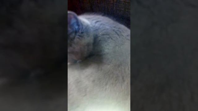 Томик#мой котёнок смотреть онлайн