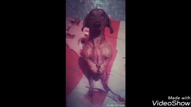 Когда вывел таксу из себя ! смотреть онлайн