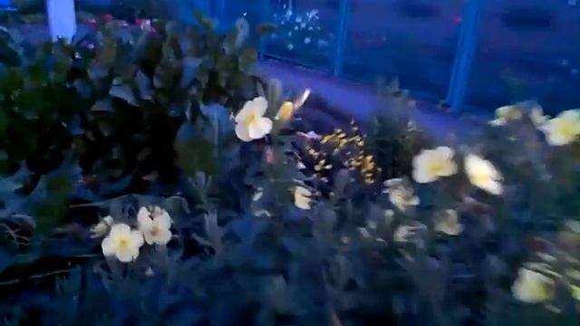 Цветы "ночная свеча" распускаются за секунды смотреть онлайн