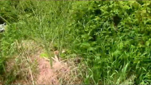 Garden Progress 6/14/15 смотреть онлайн