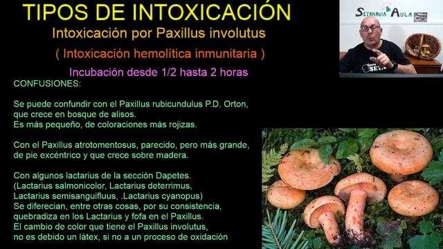 Paxillus involutus. Intoxicación. Curso setas. Clase 19. Setas venenosas. смотреть онлайн
