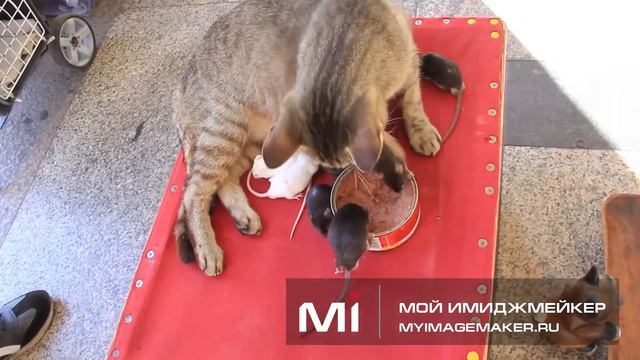 кошка-мама и её мышки (Mother cat and her mice) смотреть онлайн
