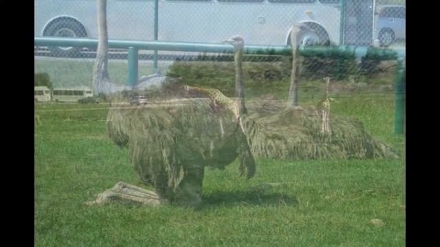 Trip to African Lion Safari Park, Toronto, Ontario смотреть онлайн
