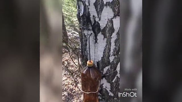 День сморчка ? смотреть онлайн