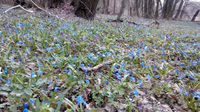 Пролески Северодонецк смотреть онлайн