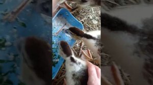 Как отличить утку от селезня у индоуток