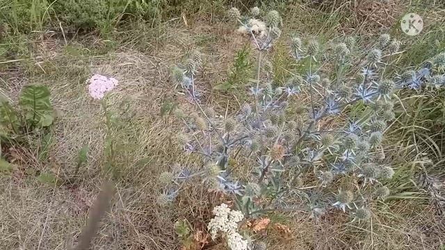 Синеголовник. Чертогон. Чертополох смотреть онлайн