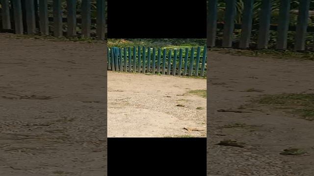 Ясная поляна ,музей усадьба, Лев Толстой, дорога, теплица, цветы, Щекино, тульская область