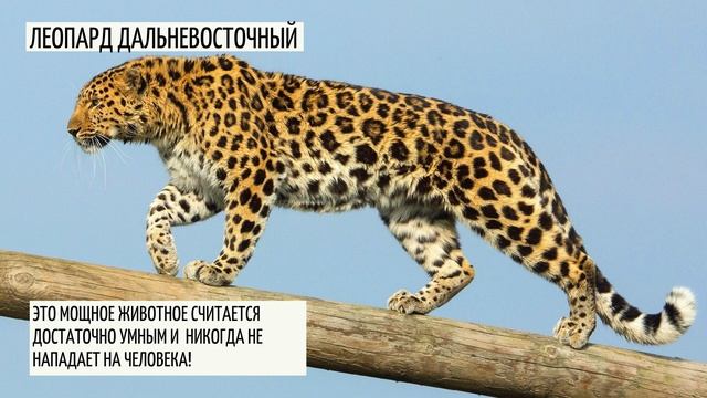 Редкие животные из красной книги России смотреть онлайн