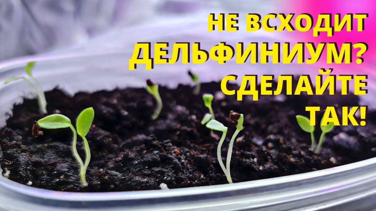ДЕЛЬФИНИУМ взойдёт КАК МИЛЕНЬКИЙ! Посейте ТАКИМ СПОСОБОМ! смотреть онлайн