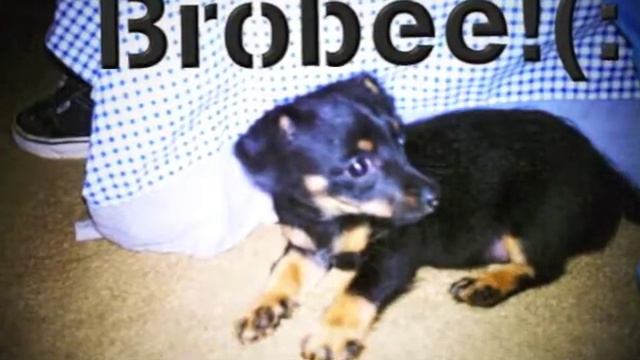 Brobee!(: First edited video. смотреть онлайн