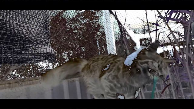 Kittens with Death Grips смотреть онлайн