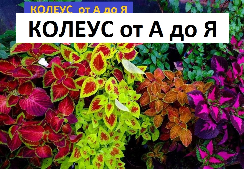 Колеус от А до Я смотреть онлайн