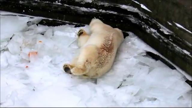 Белый медведь Кай нежится на льду . 3.12.17г. смотреть онлайн
