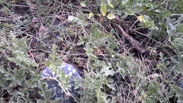 Выращивание арбузов в домашних условиях. смотреть онлайн