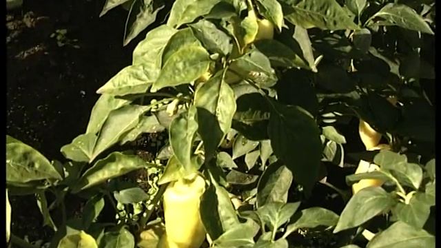 Перец «Снегопад» смотреть онлайн