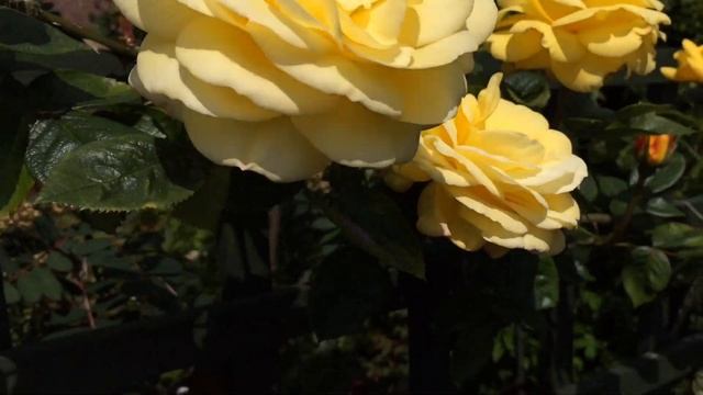 Arthur Bell Rose Review | Climbing Rose | Shrub Rose | Floribunda Bred by Sam McGredy in 1964 смотреть онлайн