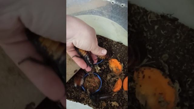 Мои самые крупные мадагаскарские тараканы! смотреть онлайн