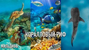 ПОДВОДНЫЙ МИР Мальдивы  Черепахи, Дельфины, Китовая Акула, Осьминог, Скаты и Коралловый Риф