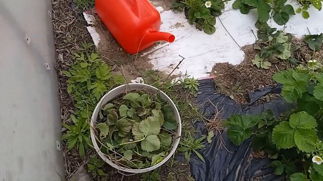 Чтобы ягода клубники была крупной и куст не болел. смотреть онлайн