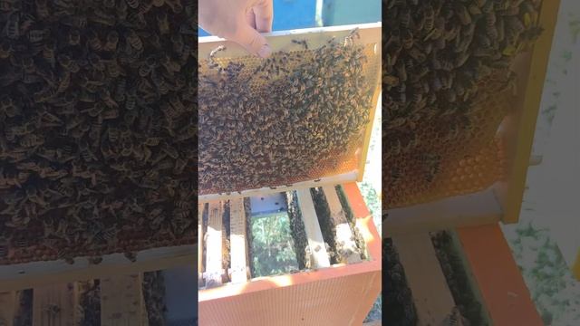ЕСЛИ В ОТВОДКЕ НЕТ МАТКИ БЕДА ИЛИ НЕТ КАК ВЫГЛЯДИТ ПОВЕДЕНИЕ ПЧЁЛ КОГДА МАТКА НА ОБЛЁТЕ ☝️?? смотреть онлайн
