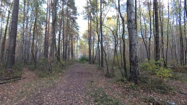 Прогулка по Сосновскому лесопарку смотреть онлайн