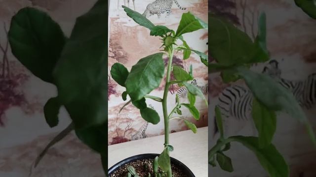 Цветение Дорстении. смотреть онлайн