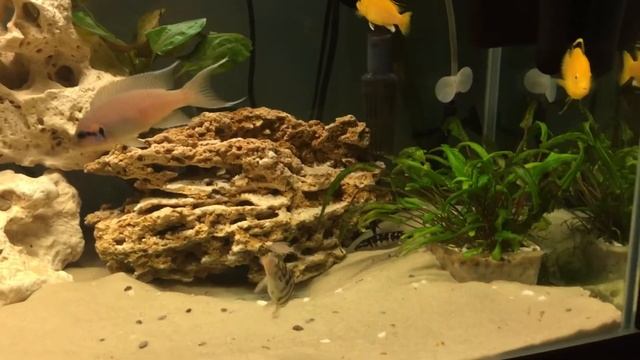 Принцессы Бурунди ?????? смотреть онлайн