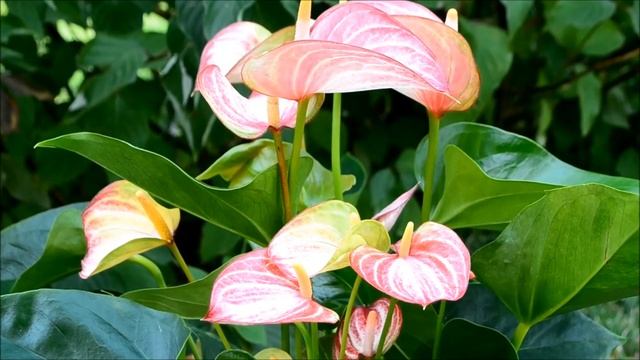 Anthurium Plant Or Flamingo Flower - Anthurium 'Livium'
