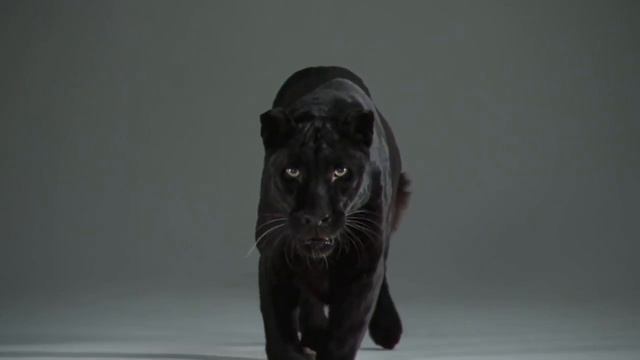 Черная пантера / Black panther смотреть онлайн