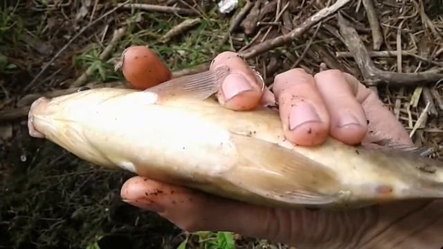 Мой самый крупный карась за время рыбалки с мужем. смотреть онлайн