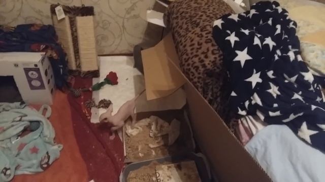 Сфинксы сходят с ума смотреть онлайн