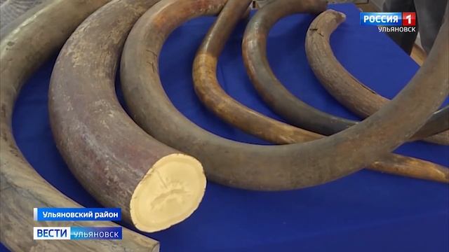 Бивни мамонтов в подарок смотреть онлайн